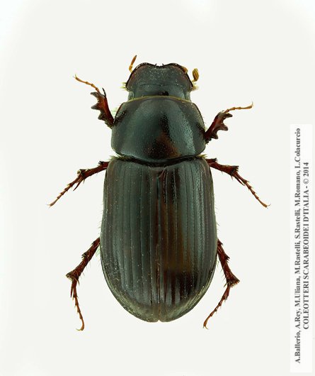 Anomius crovettii. femmina